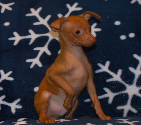 comprar cachorros sanos, baratos y asequibles para la venta